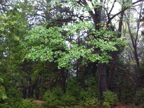 iNaturalist observation photo of California black oak