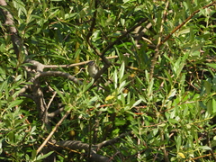 Vireo olivaceus