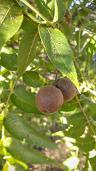 Juglans microcarpa