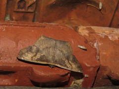 Paragonia cruraria