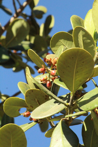 Clusia burchellii