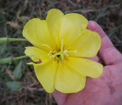 Oenothera jamesii