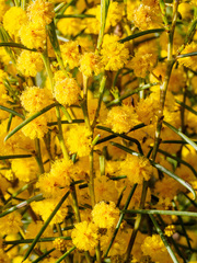 Acacia euthycarpa