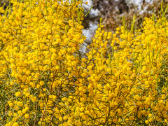 Acacia euthycarpa