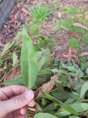 Eucalyptus fraxinoides