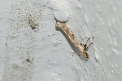 Caloptilia populetorum