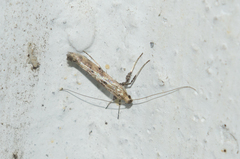 Caloptilia populetorum