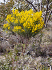 Acacia euthycarpa
