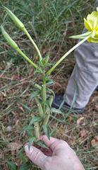 Oenothera jamesii