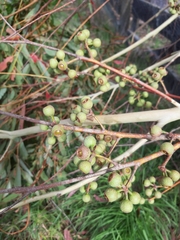 Eucalyptus fraxinoides