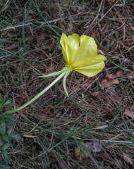 Oenothera jamesii