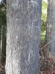 Eucalyptus fraxinoides