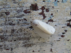 Pareuchaetes pseudoinsulata