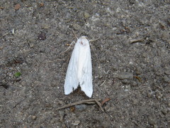 Pareuchaetes pseudoinsulata