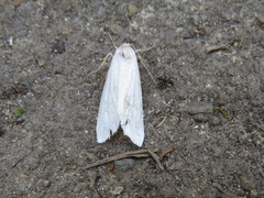 Pareuchaetes pseudoinsulata