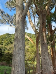 Eucalyptus fraxinoides