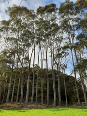 Eucalyptus fraxinoides