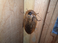 Archimandrita tessellata