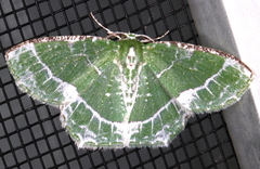 Eucyclodes insperata