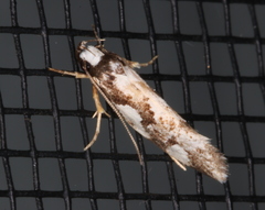 Machetis aphrobola