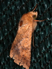 Australothis rubrescens