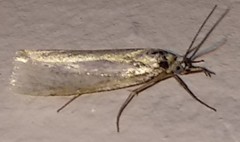 Crambus perlella