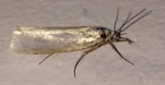 Crambus perlella