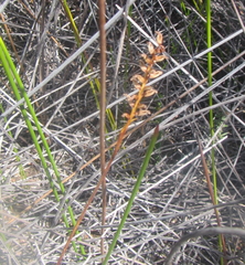 Genoplesium pumilum
