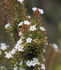 Epacris pauciflora