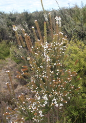 Epacris pauciflora