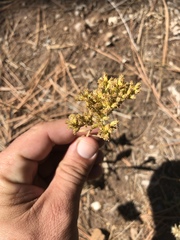 Solidago spectabilis