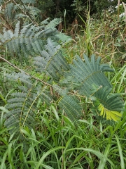 Albizia julibrissin julibrissin