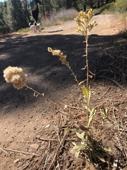 Solidago spectabilis