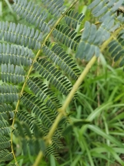 Albizia julibrissin julibrissin