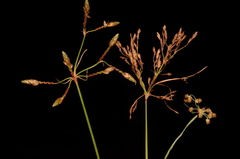 Fimbristylis annua