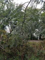 Albizia julibrissin julibrissin