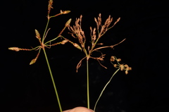 Fimbristylis annua