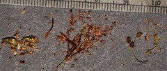 Fimbristylis annua