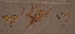 Fimbristylis annua