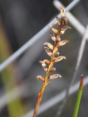 Genoplesium pumilum
