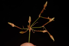 Fimbristylis annua