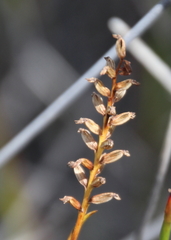 Genoplesium pumilum