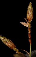 Fimbristylis annua