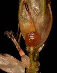 Fimbristylis annua