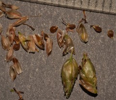 Fimbristylis annua