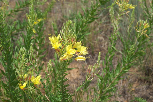 Oenothera rhombipetala