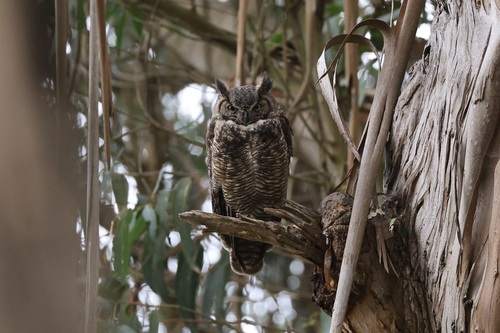 View observation of {o.common_name} on iNaturalist