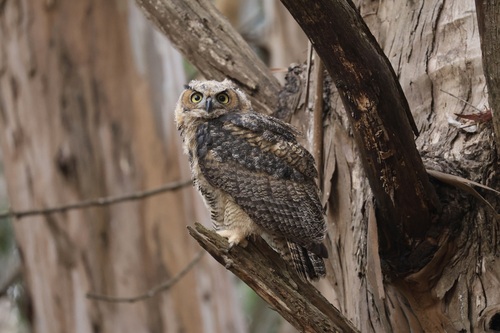 View observation of {o.common_name} on iNaturalist