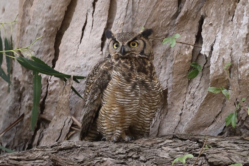 View observation of {o.common_name} on iNaturalist