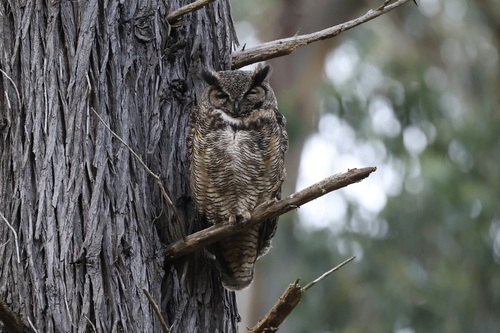 View observation of {o.common_name} on iNaturalist